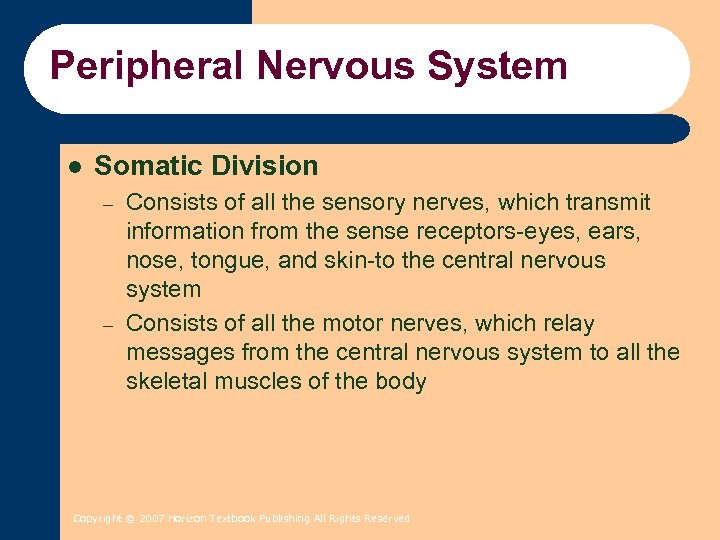 Peripheral Nervous System l Somatic Division – – Consists of all the sensory nerves,