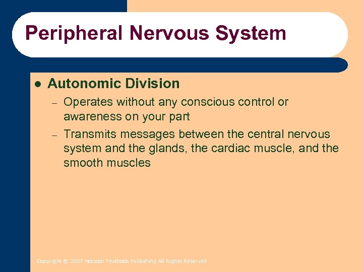 Peripheral Nervous System l Autonomic Division – – Operates without any conscious control or