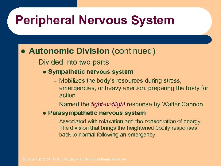 Peripheral Nervous System l Autonomic Division (continued) – Divided into two parts l l