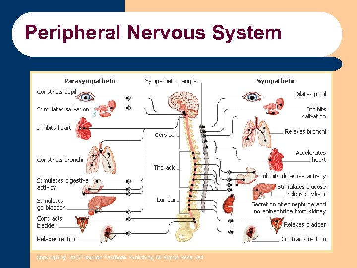 Peripheral Nervous System Copyright © 2007 Horizon Textbook Publishing All Rights Reserved 