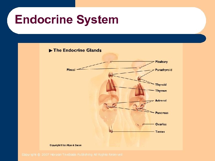 Endocrine System Copyright © 2007 Horizon Textbook Publishing All Rights Reserved 