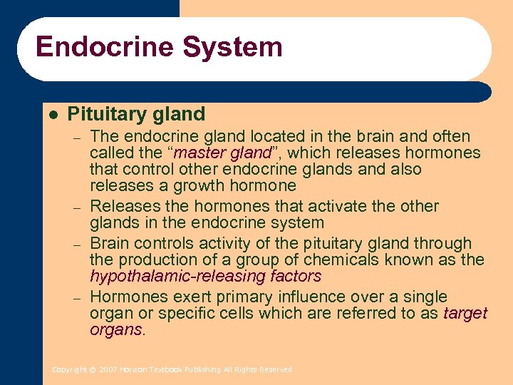 Endocrine System l Pituitary gland – – The endocrine gland located in the brain