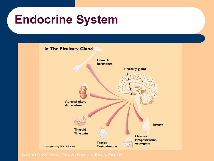 Endocrine System Copyright © 2007 Horizon Textbook Publishing All Rights Reserved 