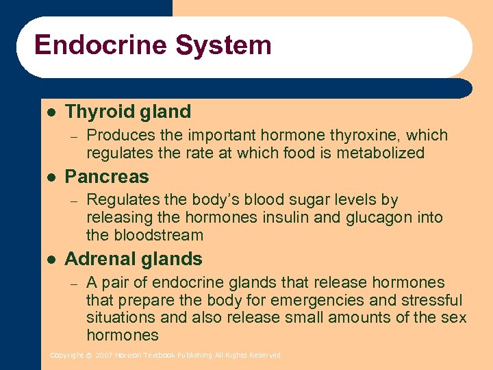 Endocrine System l Thyroid gland – l Pancreas – l Produces the important hormone