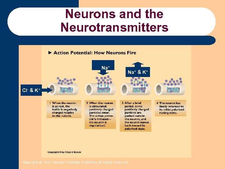 Neurons and the Neurotransmitters Na+ & K+ Cl- & K+ Copyright © 2007 Horizon