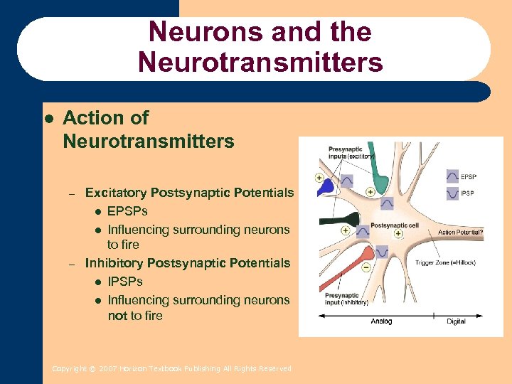 Neurons and the Neurotransmitters l Action of Neurotransmitters – – Excitatory Postsynaptic Potentials l