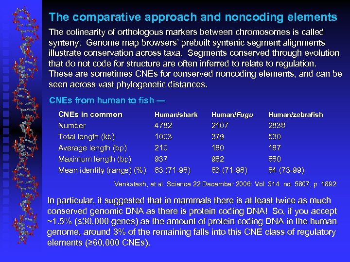 The comparative approach and noncoding elements The colinearity of orthologous markers between chromosomes is