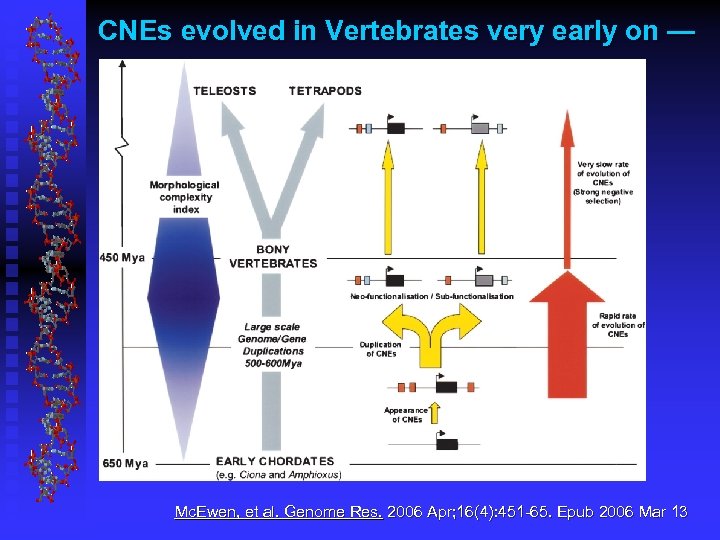 CNEs evolved in Vertebrates very early on — Mc. Ewen, et al. Genome Res.