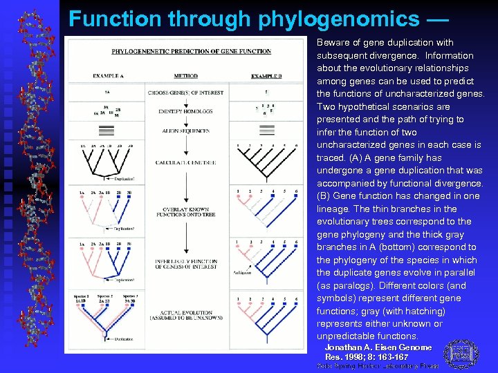 Function through phylogenomics — Beware of gene duplication with subsequent divergence. Information about the