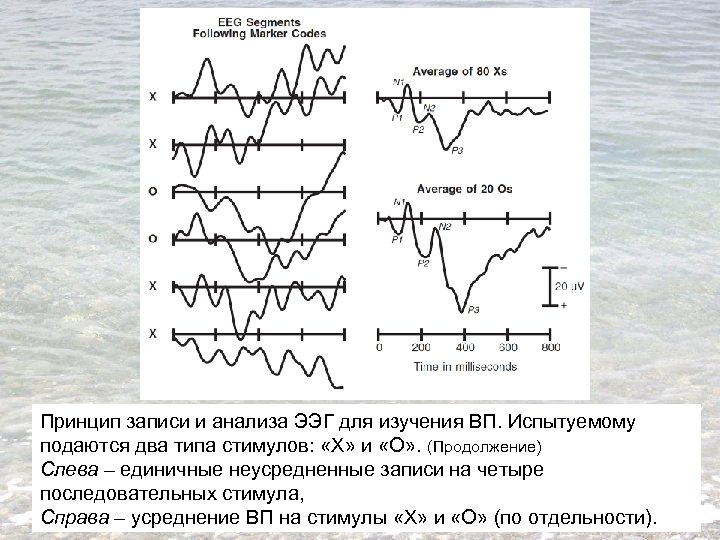 Принцип записи и анализа ЭЭГ для изучения ВП. Испытуемому подаются два типа стимулов: «Х»