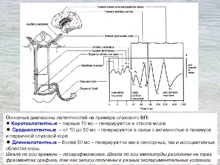 Основные диапазоны латентностей на примере слухового ВП: Коротколатентные – первые 10 мс – генерируются