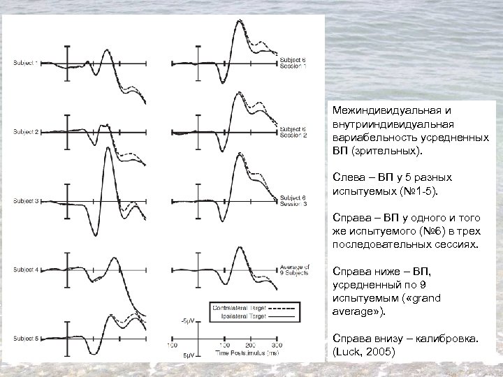Межиндивидуальная и внутрииндивидуальная вариабельность усредненных ВП (зрительных). Слева – ВП у 5 разных испытуемых