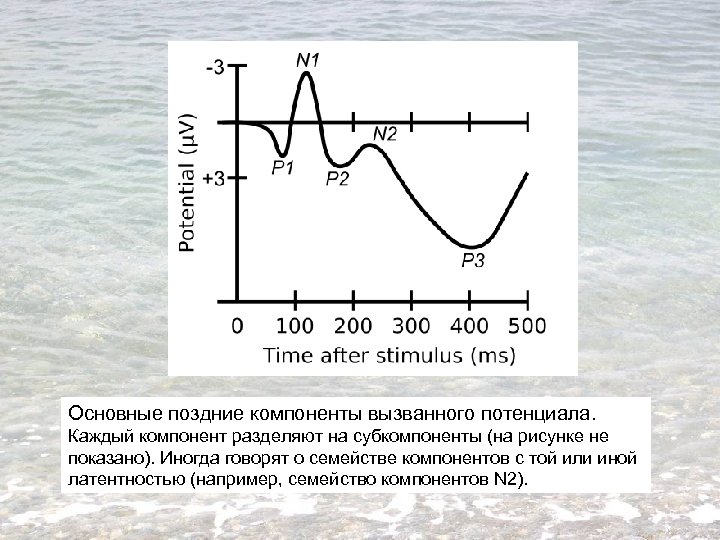 Основные поздние компоненты вызванного потенциала. Каждый компонент разделяют на субкомпоненты (на рисунке не показано).