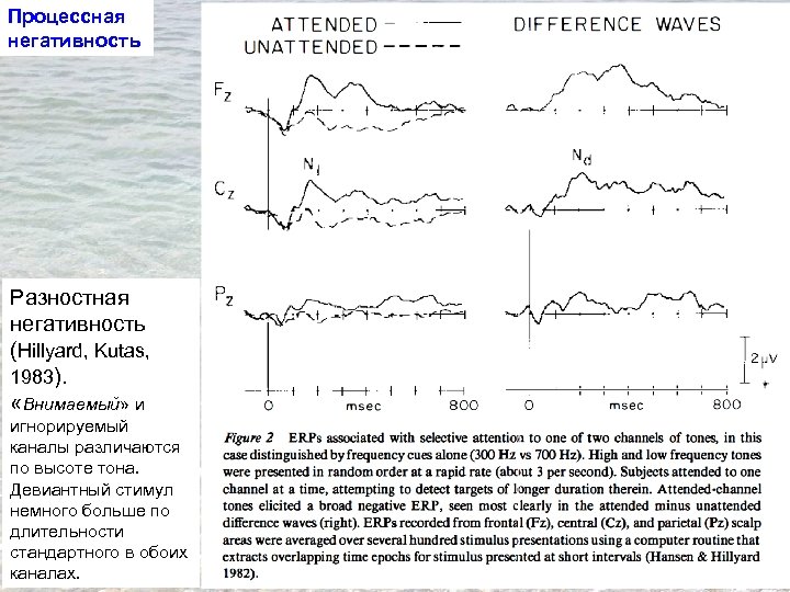 Процессная негативность Разностная негативность (Hillyard, Kutas, 1983). «Внимаемый» и игнорируемый каналы различаются по высоте