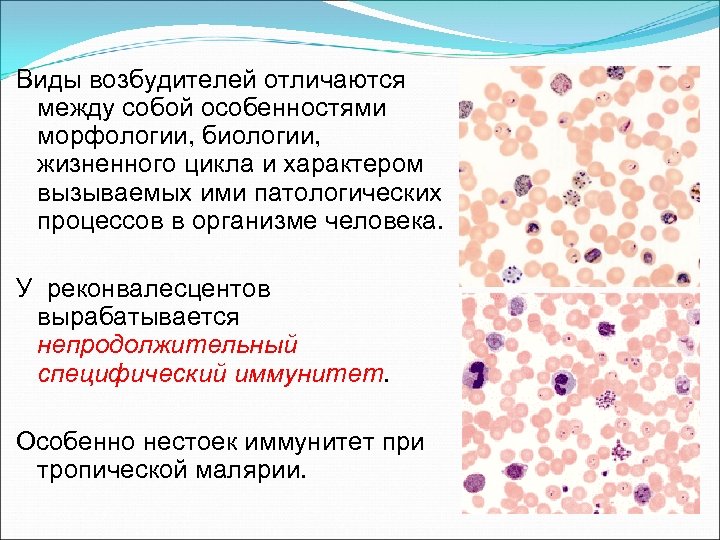 Виды возбудителей отличаются между собой особенностями морфологии, биологии, жизненного цикла и характером вызываемых ими