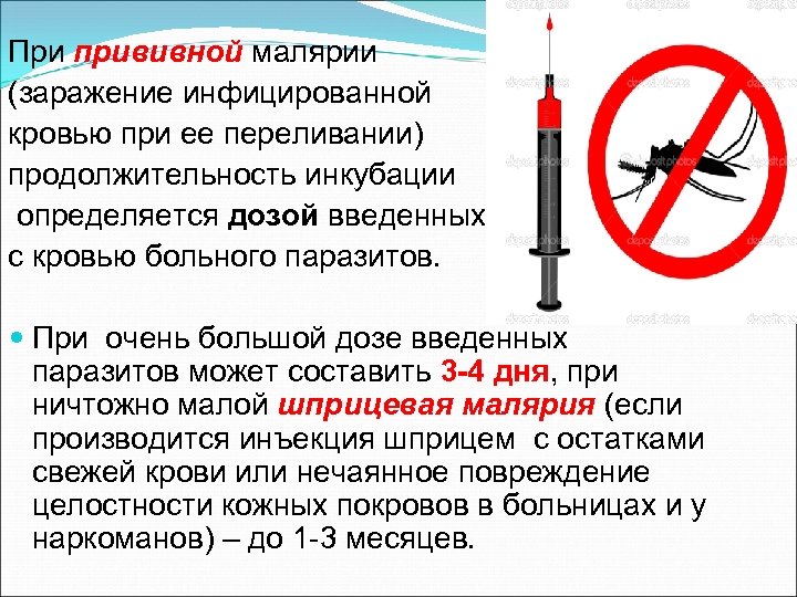 При прививной малярии (заражение инфицированной кровью при ее переливании) продолжительность инкубации определяется дозой введенных