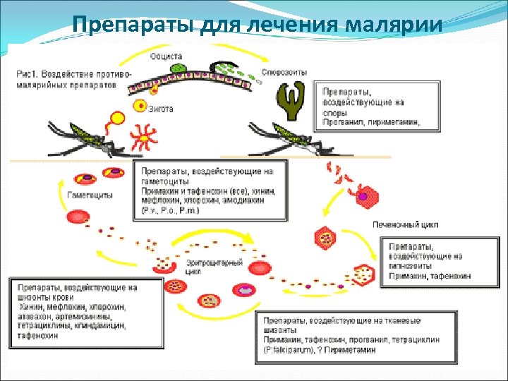 Препараты для лечения малярии 