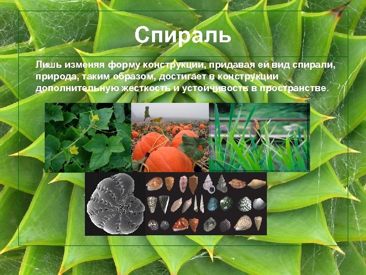 Спираль Лишь изменяя форму конструкции, придавая ей вид спирали, природа, таким образом, достигает в