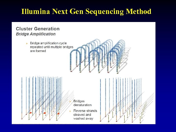 Illumina Next Gen Sequencing Method 