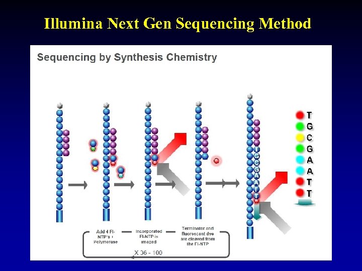 Illumina Next Gen Sequencing Method 