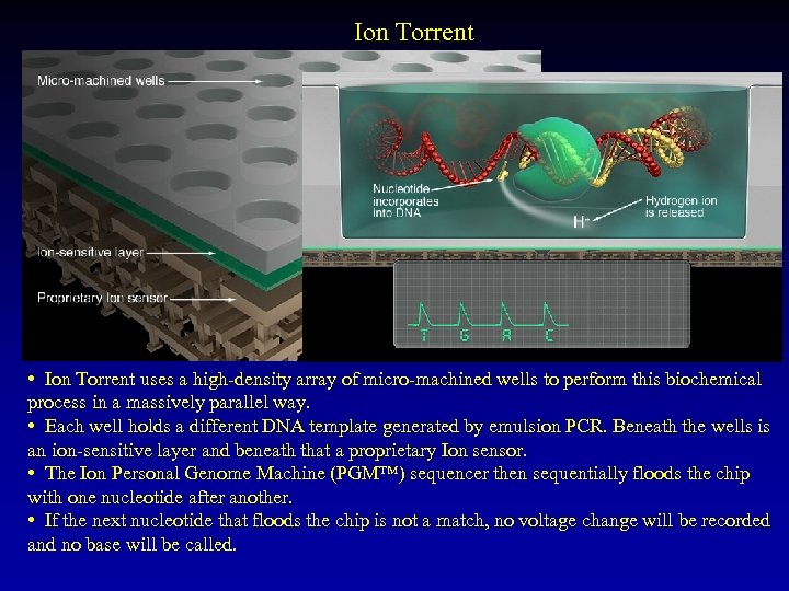 Ion Torrent • Ion Torrent uses a high-density array of micro-machined wells to perform