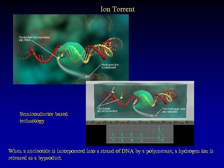 Ion Torrent Semiconductor based technology When a nucleotide is incorporated into a strand of