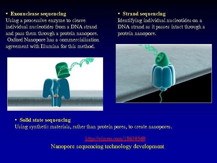  • Exonuclease sequencing Using a processive enzyme to cleave individual nucleotides from a