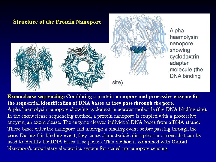 Structure of the Protein Nanopore Exonuclease sequencing: Combining a protein nanopore and processive enzyme