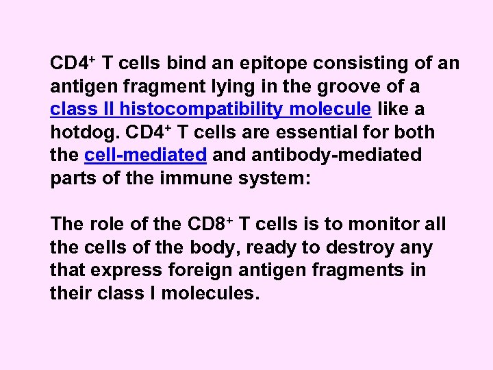CD 4+ T cells bind an epitope consisting of an antigen fragment lying in