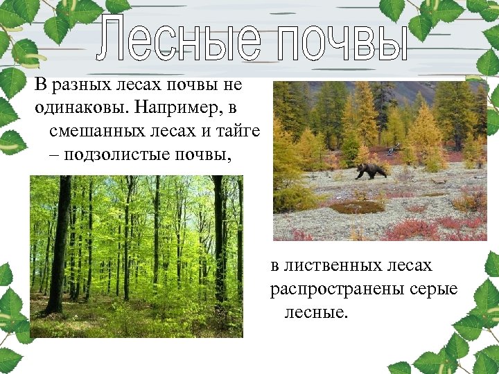 В разных лесах почвы не одинаковы. Например, в смешанных лесах и тайге – подзолистые