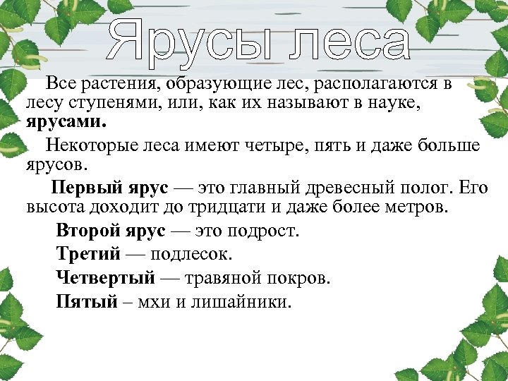 Все растения, образующие лес, располагаются в лесу ступенями, или, как их называют в науке,