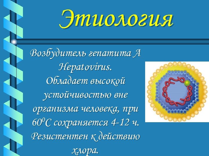 Этиология Возбудитель гепатита А Hepatovirus. Обладает высокой устойчивостью вне организма человека, при 600 С