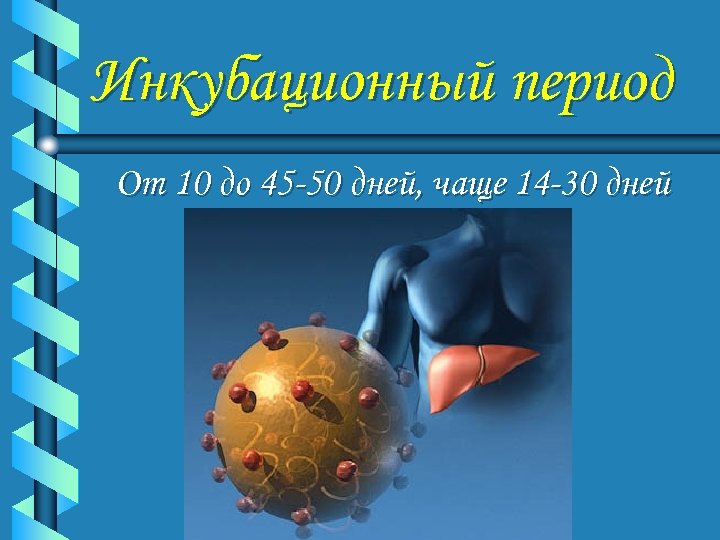 Инкубационный период От 10 до 45 -50 дней, чаще 14 -30 дней 