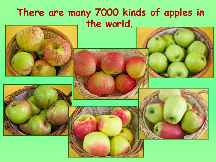 There are many 7000 kinds of apples in the world. 