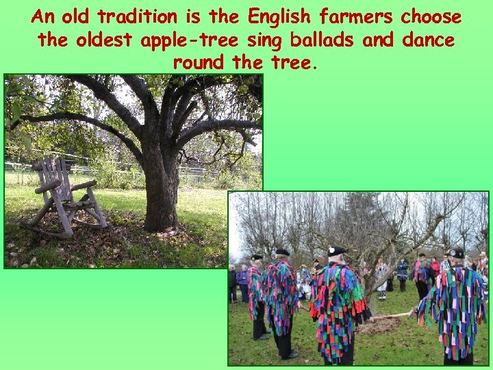 An old tradition is the English farmers choose the oldest apple-tree sing ballads and