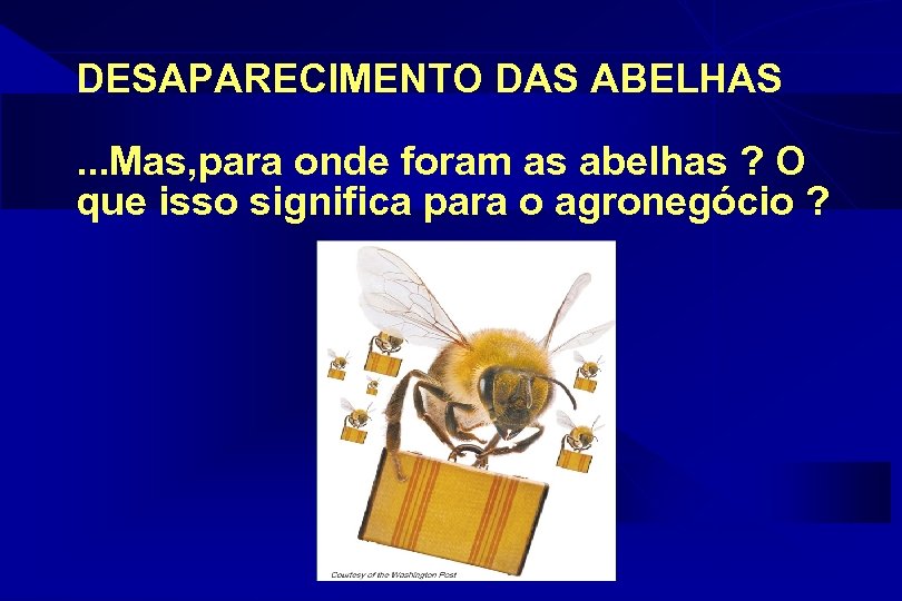 DESAPARECIMENTO DAS ABELHAS. . . Mas, para onde foram as abelhas ? O que