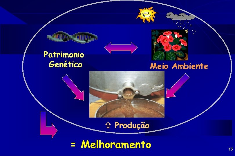 Patrimonio Genético Meio Ambiente Produção = Melhoramento 15 