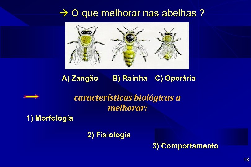  O que melhorar nas abelhas ? A) Zangão B) Rainha C) Operária características