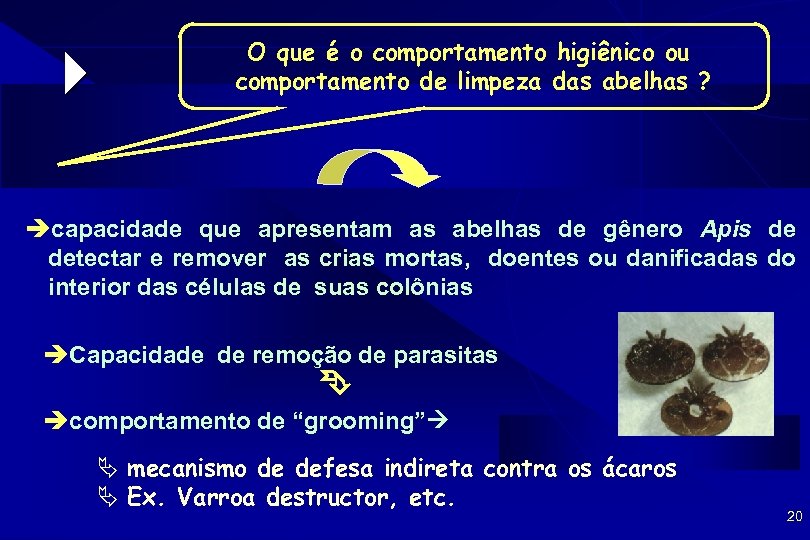  O que é o comportamento higiênico ou comportamento de limpeza das abelhas ?