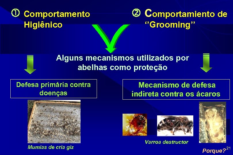  Comportamento Higiênico Comportamiento de ‘’Grooming’’ Alguns mecanismos utilizados por abelhas como proteção Defesa