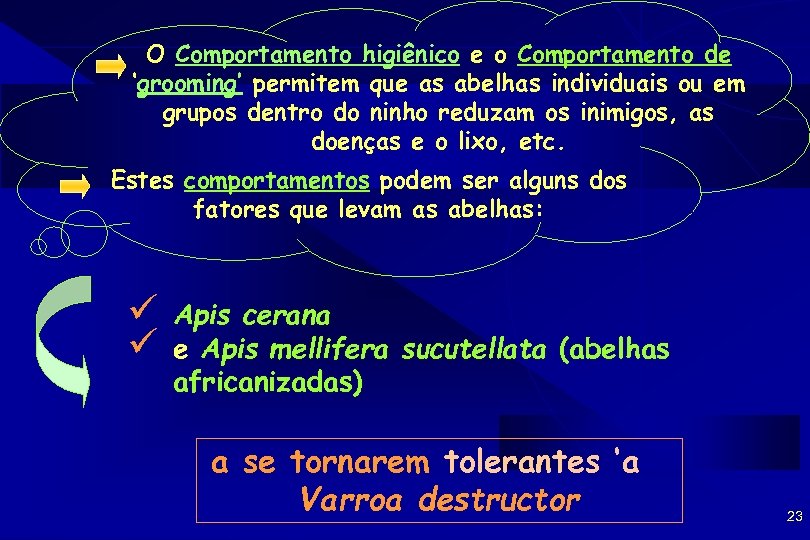 O Comportamento higiênico e o Comportamento de ‘grooming’ permitem que as abelhas individuais ou