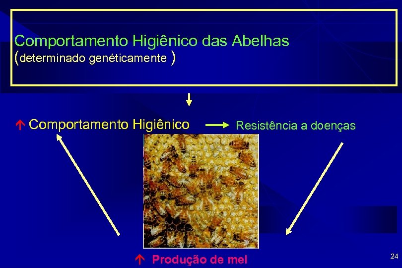 Comportamento Higiênico das Abelhas (determinado genéticamente ) Comportamento Higiênico Resistência a doenças Produção de