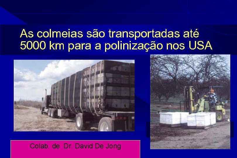 As colmeias são transportadas até 5000 km para a polinização nos USA Colab. de