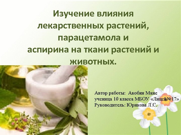 Изучение влияния лекарственных растений, парацетамола и аспирина на ткани растений и животных. Автор работы:
