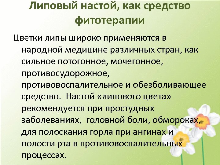 Липовый настой, как средство фитотерапии Цветки липы широко применяются в народной медицине различных стран,