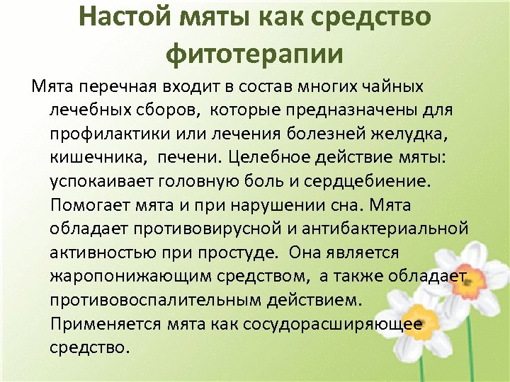 Настой мяты как средство фитотерапии Мята перечная входит в состав многих чайных лечебных сборов,