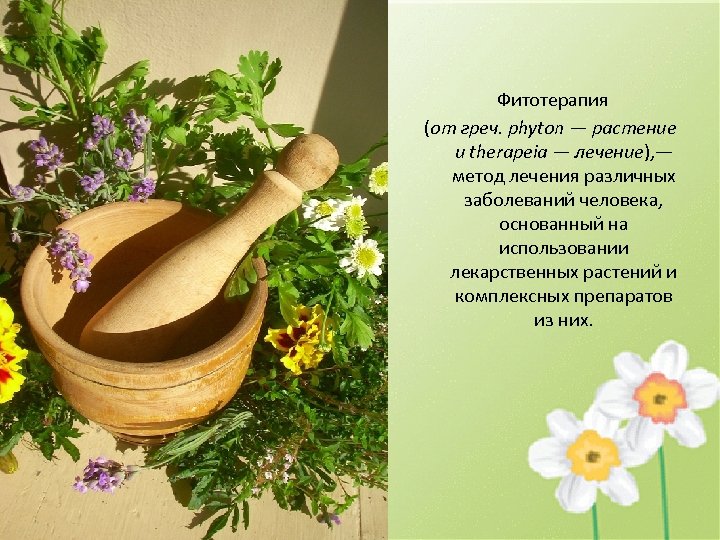  Фитотерапия (от греч. phyton — растение и therapeia — лечение), — метод лечения