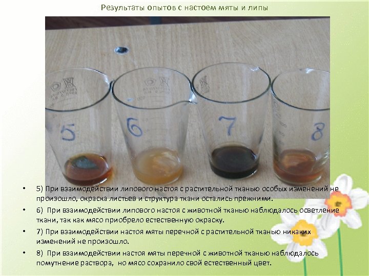 Результаты опытов с настоем мяты и липы • • 5) При взаимодействии липового настоя