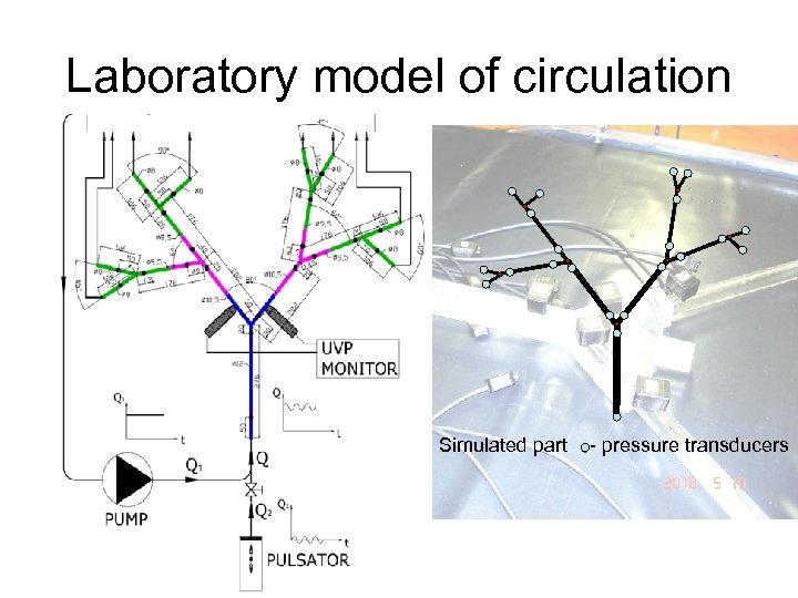 Laboratory model of circulation Simulated part - pressure transducers 