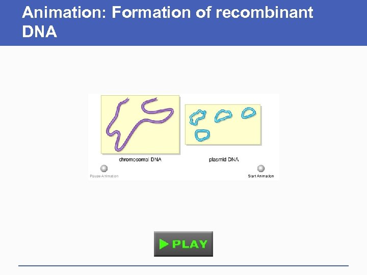 Animation: Formation of recombinant DNA 
